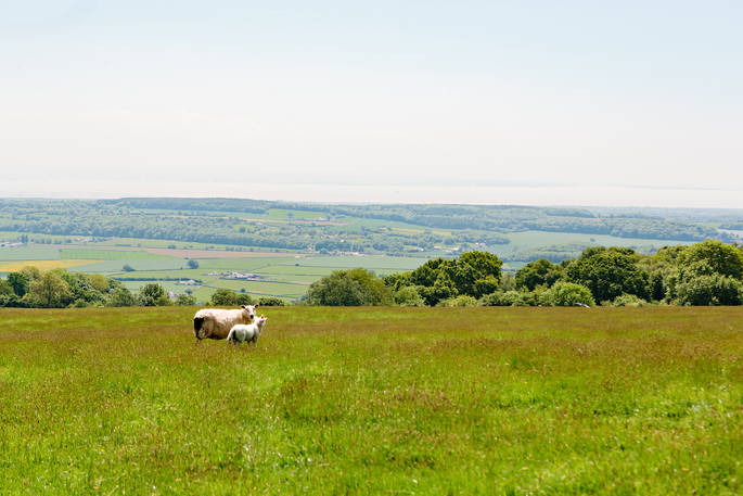 Sheep and lamb in the field with stunning views of the Monmouthshire countryside in the distance at Penhein Glamping in Monmouthshire