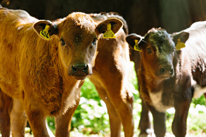 Cute calves posing for the camera at Penhein Glamping in Monmouthshire