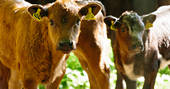 Cute calves posing for the camera at Penhein Glamping in Monmouthshire
