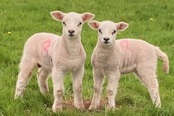 Penhein Glamping lambs, Chepstow, Monmouthshire, Wales