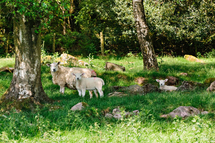 Cute sheep and lamb in the field near Penhein Glamping in the beautiful Monmouthshire countryside