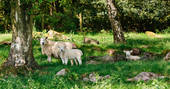 Cute sheep and lamb in the field near Penhein Glamping in the beautiful Monmouthshire countryside