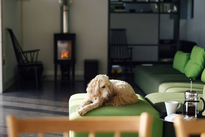 The Chickenshed cabin dog resting at Trellech, Monmouthshire, Wales