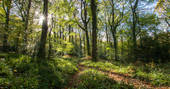 autumn, sunshine, woodland walks