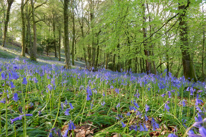 Wye Valley Bluebells - Lichen Cabin, The Dovecote, Chepstow, Monmouthshire, Wales