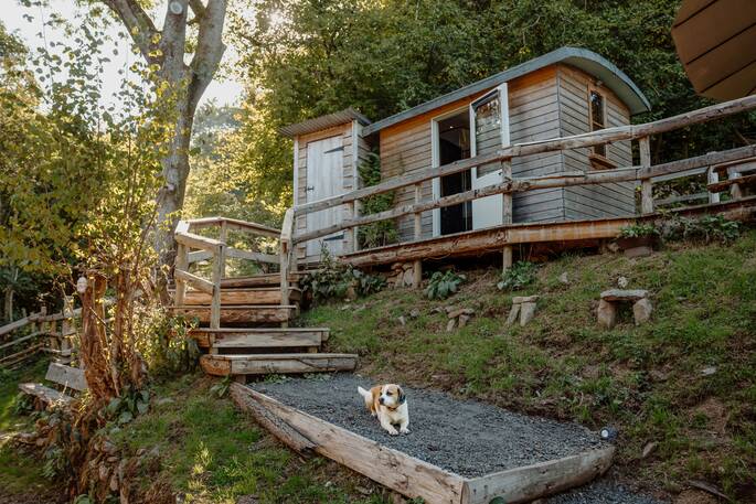 Dog and cabin