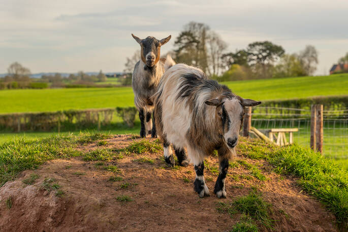 Goats