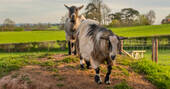 Goats