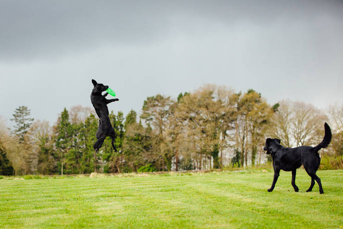 Plenty of space for dogs to play at Woodlands Farm, Monmouthshire in Wales