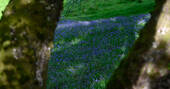 Ynys Affalon treehouse bluebells, Builth Wells, Powys, Wales