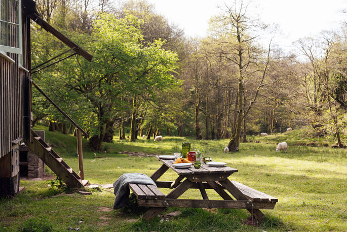 Picnic table and sheep