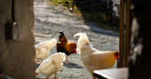 Lofftwen Longhouse barn chickens, glamping at Llanwrtyd Wells, Powys, Wales