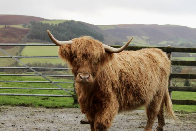 Highland Cow
