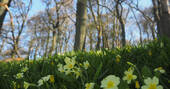 Primroses in Rhiw Wood 2 1