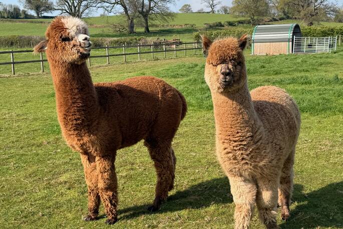 Alpacas