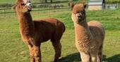 Alpacas