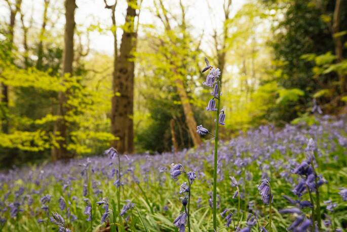 Bluebell woods