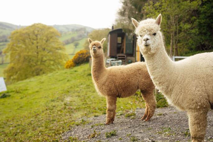 Alpacas on site