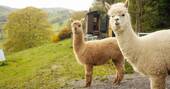 Alpacas on site