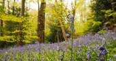 Bluebell woods