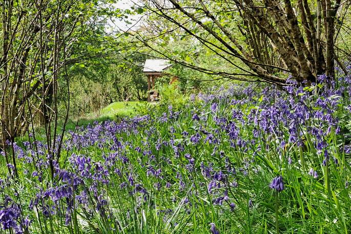 Bluebells