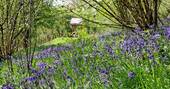 Bluebells