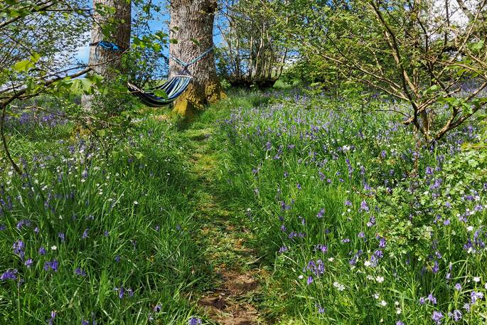 Hammock bluebells