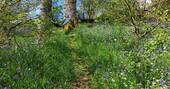 Hammock bluebells
