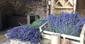 Lavender Harvest at Pantechnicon Powys, Welsh Lavender