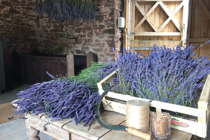 Lavender Harvest at Pantechnicon Powys, Welsh Lavender