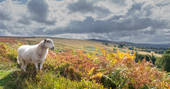 Views of the fields and a sheep in Denbighshire 