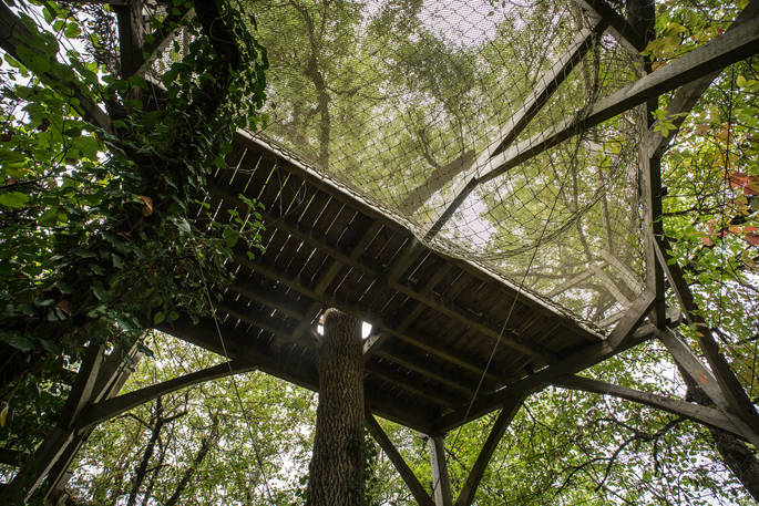 Looking up through the trees at Gauthie Treehouse Cabin, Dordogne, France