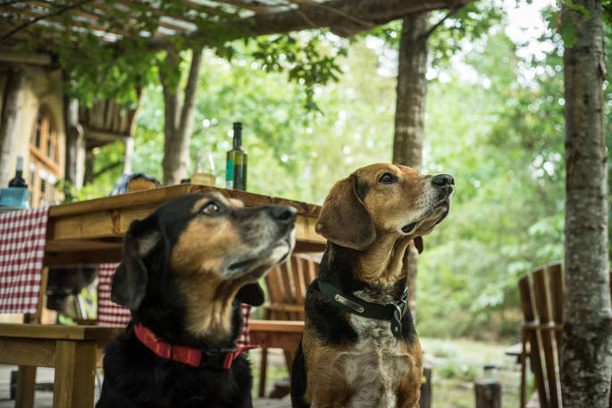 The resident dogs at Elvensong in Dordogne, France