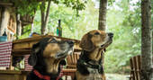 The resident dogs at Elvensong in Dordogne, France