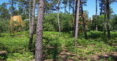 View of cabins through trees at Oak Treehouse, Gironde,