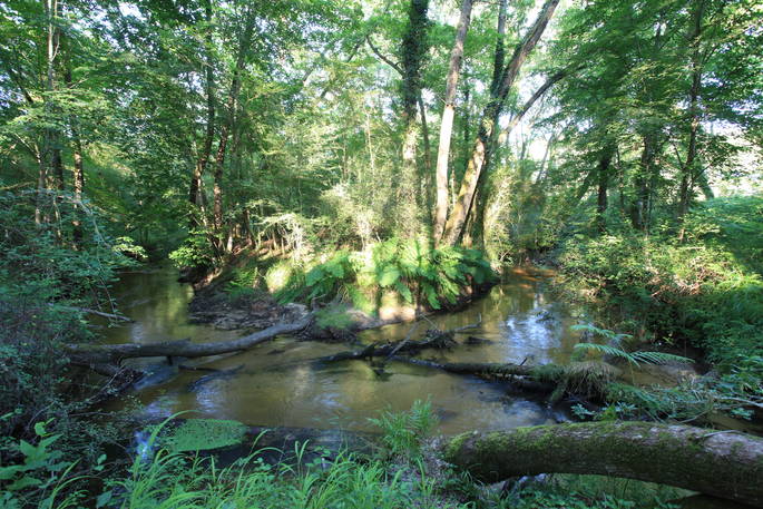 Woodland and river in Cap'Cabane estate