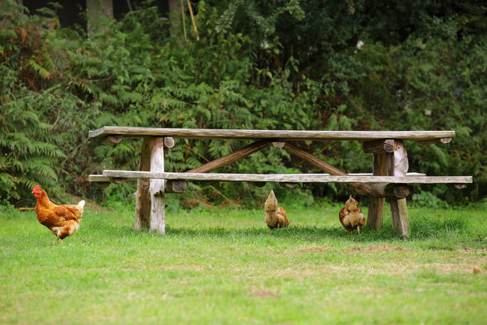 Wooden bench at Bot-Conan Lodge and chicken running around 