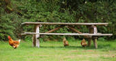 Wooden bench at Bot-Conan Lodge and chicken running around 