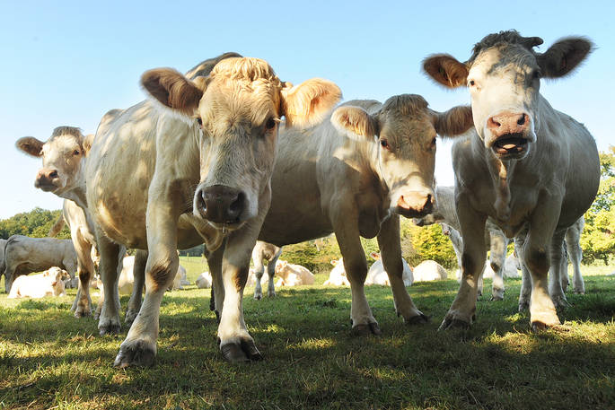 kimaro farmhouse cows