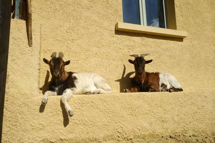 Cute goats relaxing on a ledge at Le Camp in France