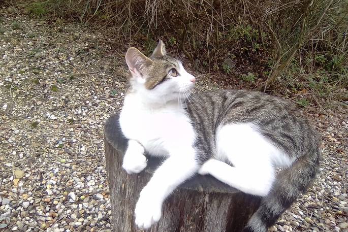 Cute cat relaxing at Le Camp in France