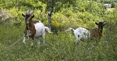 Cute goats roaming in the field at Le Camp in France