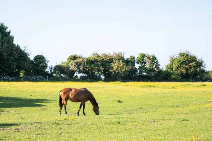 Horses on site