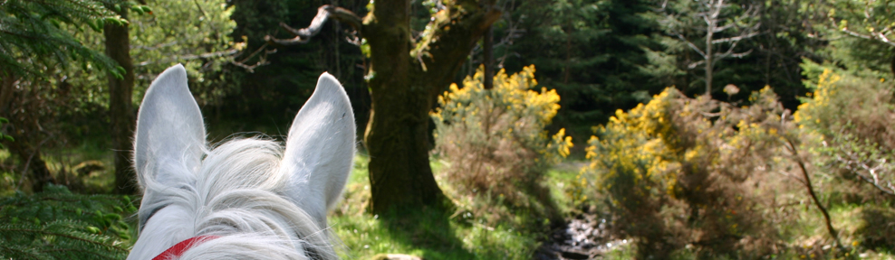 The Three Towers_horse in woodland