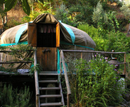 Chestnut Tree Yurt