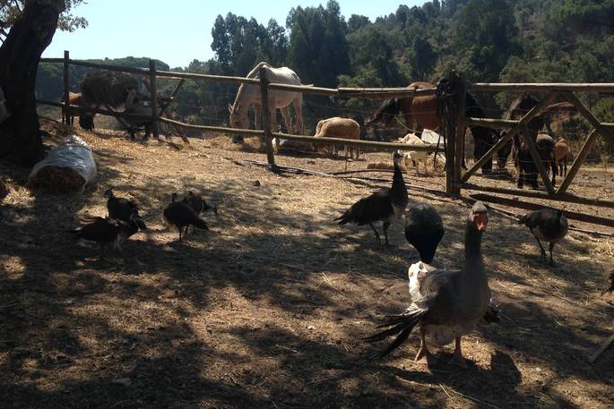 Desejo Tent animals, A Terra, Sao Teotinio, Baixo Alentejo, Portugal