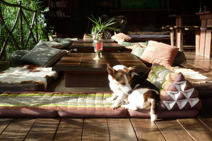 A cute pooch relaxing at the dog-friendly A Terra in Portugal
