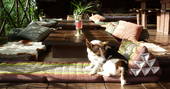 A cute pooch relaxing at the dog-friendly A Terra in Portugal