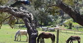 Horses grazing at A Terra in Portugal