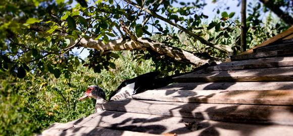 Duck on the roof at Walnut Treehouse, Baixo Alentejo